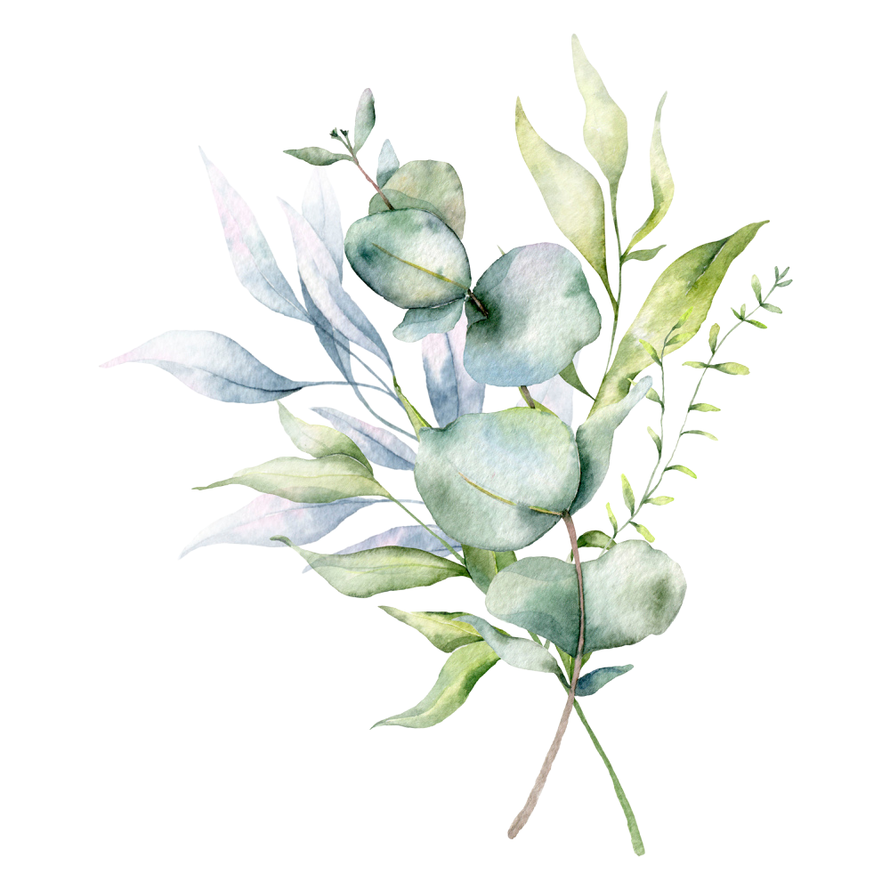 Eucalyptus branches watercolour
